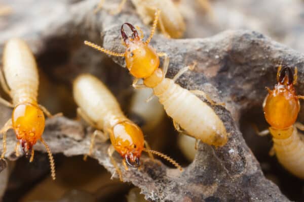 Undergoing incomplete metamorphosis, termites have three stages: egg, nymph, and adult.