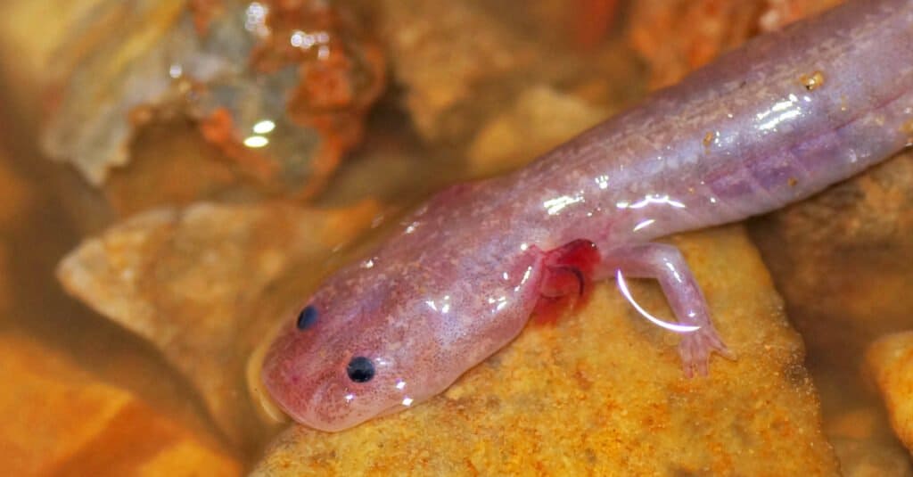 Animals that are blind – Texas blind salamander