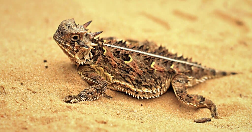 Insect-eating Animals - Texas Horned Lizard