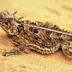 Though the Texas horned lizard prefers to feast on ants, it will eat other types of invertebrates such as grasshoppers, beetles and spiders, in order to supplement its diet.