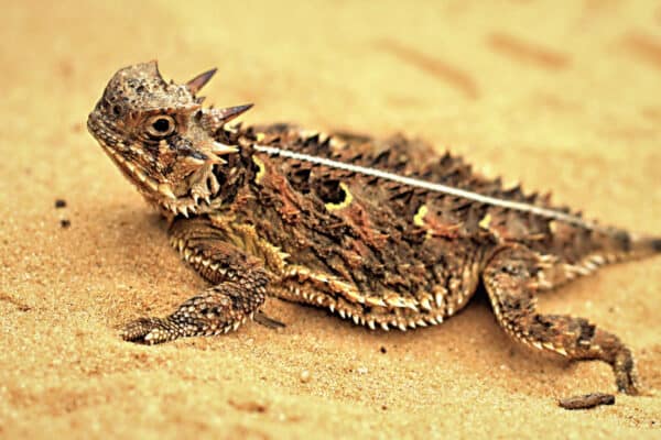 Though the Texas horned lizard prefers to feast on ants, it will eat other types of invertebrates such as grasshoppers, beetles and spiders, in order to supplement its diet.