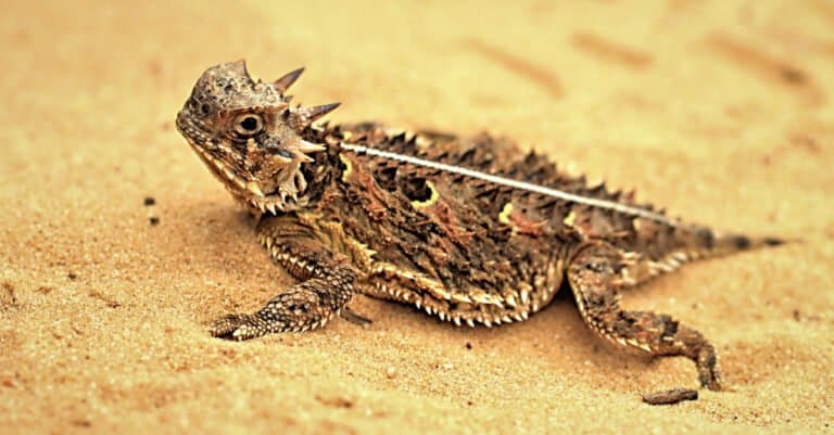 Animals that Eat Insects – Texas Horned Lizard