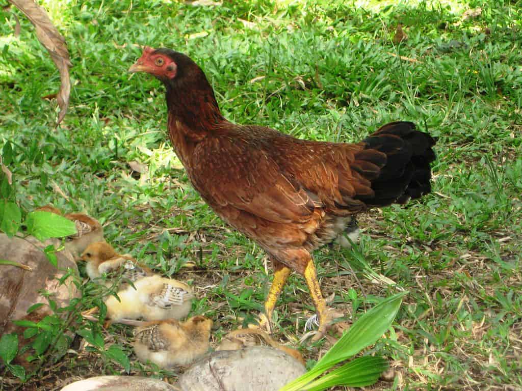 Malay chicken