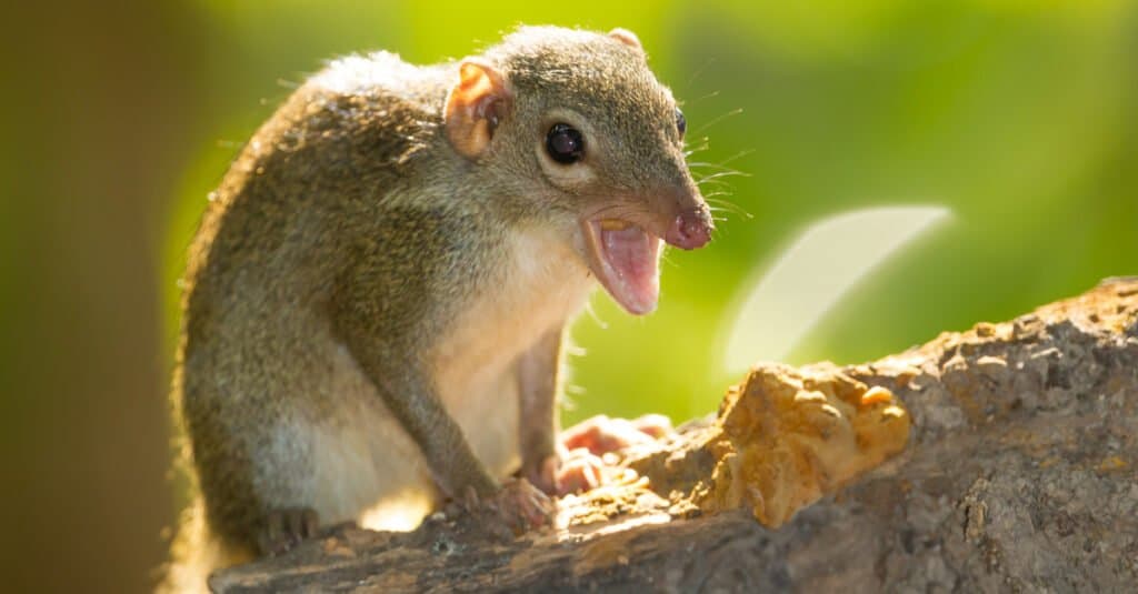 Sleepiest Animals – Tree Shrew