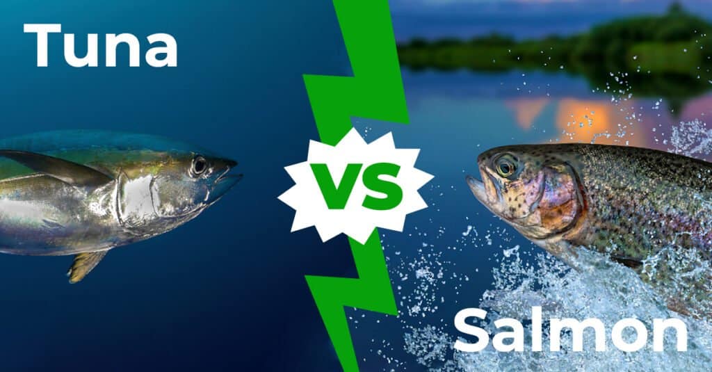 Tuna vs Salmon