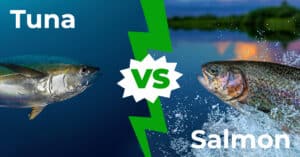 Tuna vs Salmon: 6 Key Differences Explained Picture