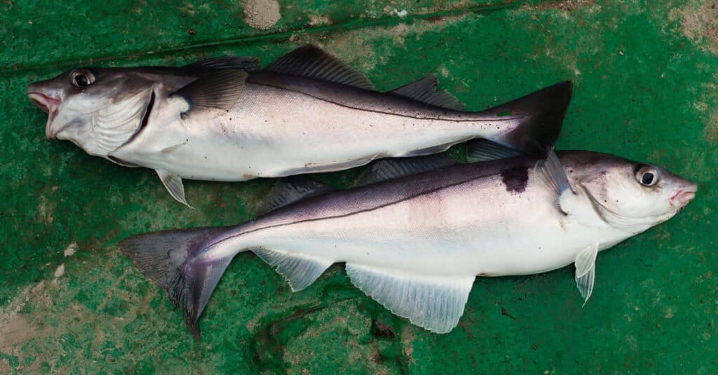 Two Haddock on green background