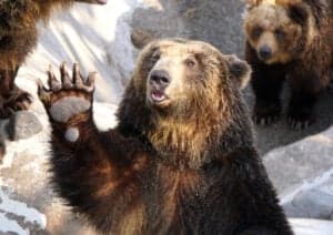 10 Incredible Bear Facts Picture