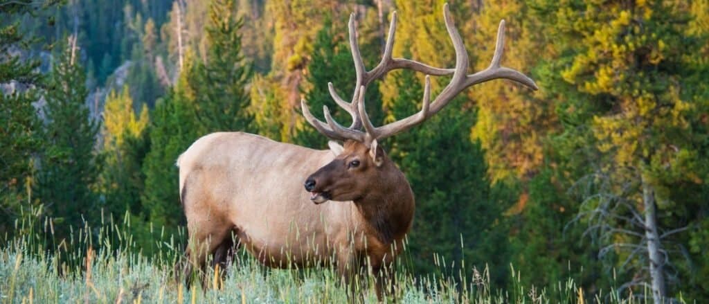 Animals in Utah