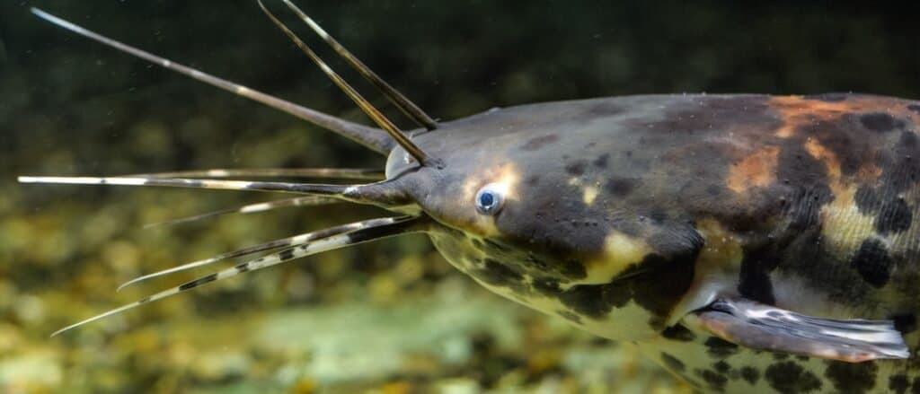 Clarias batrachus hay cá da trơn đen trong nền tự nhiên.