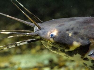 A Clarias batrachus