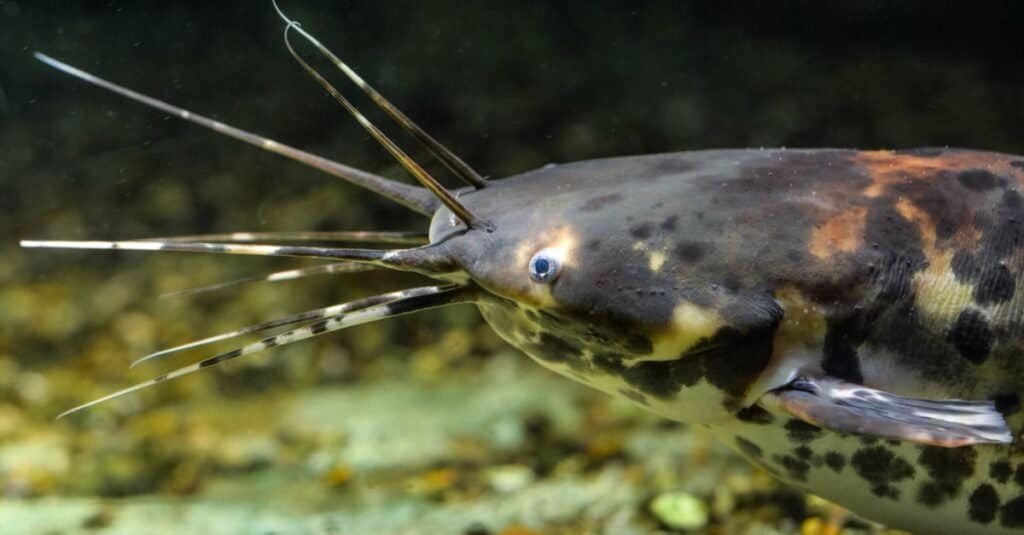 Clarias batrachus or black walking catfish in natural background.