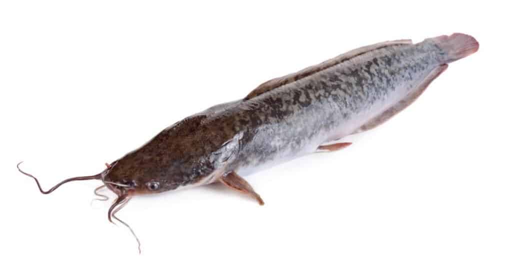 Cá trê đi bộ hoặc cá rô phi bị cô lập trên nền trắng.