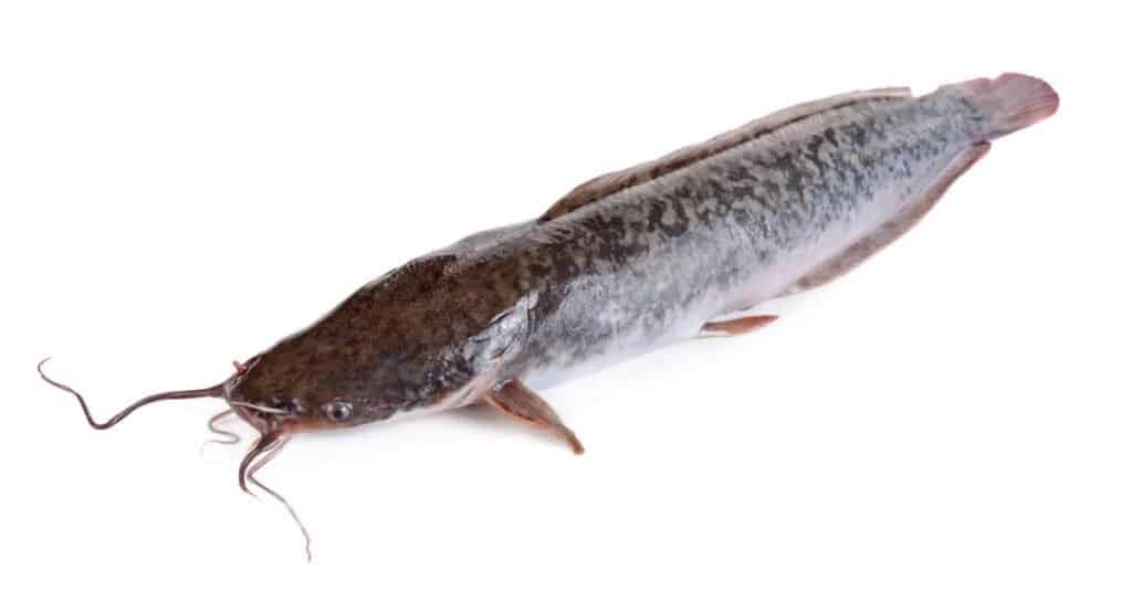 Walking catfish or clarias batrachus isolated on white background.