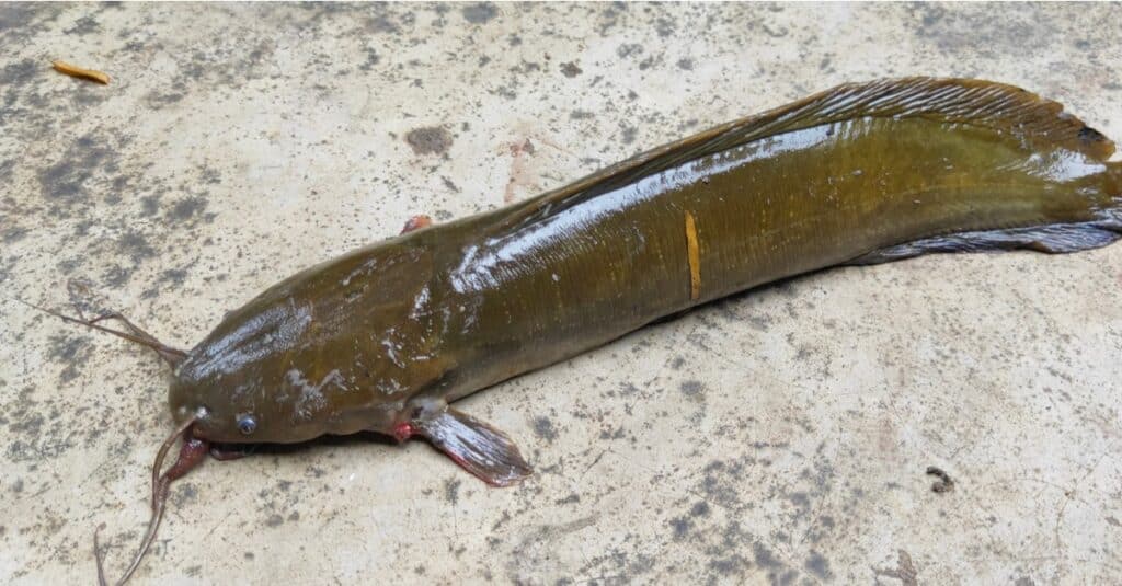 Fresh water walking catfish or Clarias batrachus on cement.