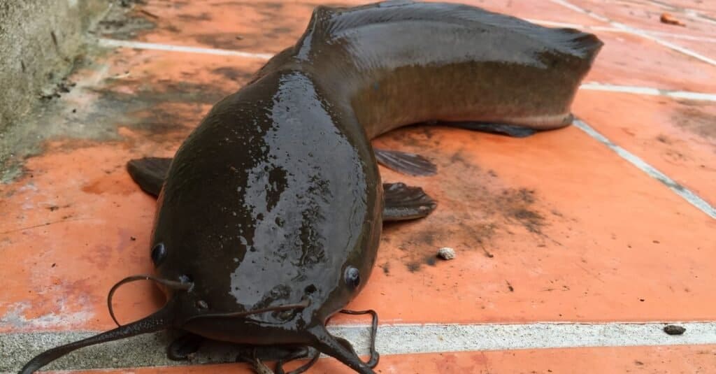 Walking catfish, Clarias batrachus, lying on tiles on a pathway.