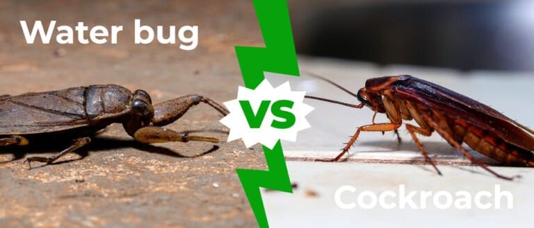 Water Bug vs Cockroach