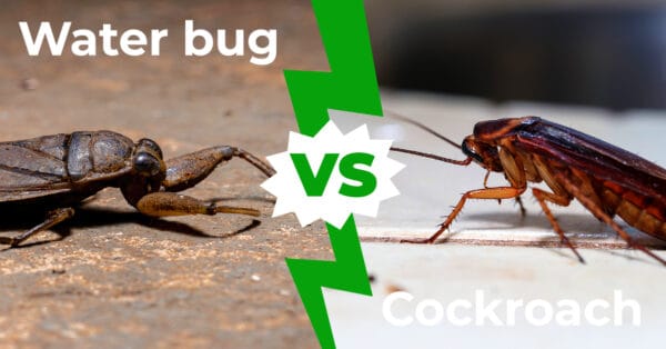 Cockroach vs Water Bug: 5 Key Differences Explained - A-Z Animals