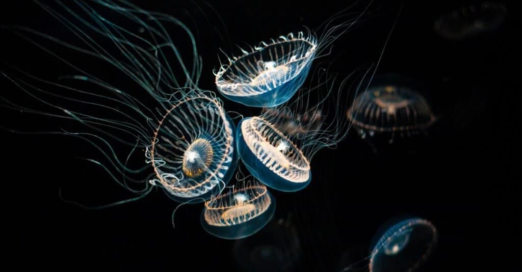 Weakest Animals Jellyfish: crystal jellies