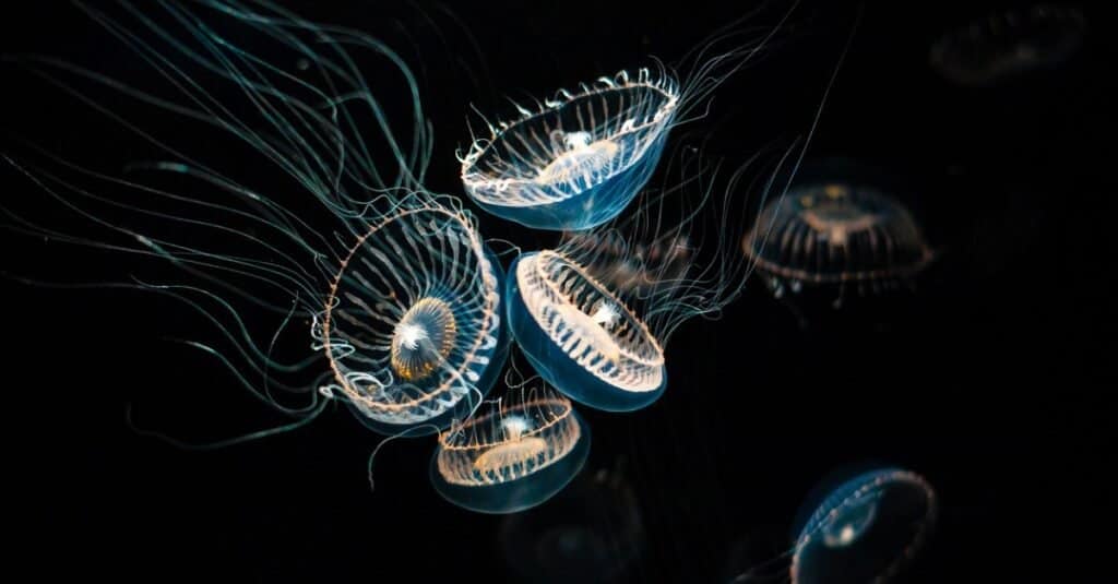 8 Brilliant Bioluminescent Animals