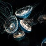 Crystal jellies Aequorea victoria, are a bioluminescent hydrozoan jellyfish, or hydromedusa, that is found off the west coast of North America.