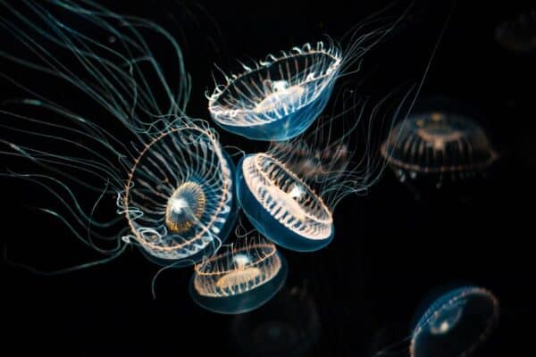Crystal jellies Aequorea victoria, are a bioluminescent hydrozoan jellyfish, or hydromedusa, that is found off the west coast of North America.