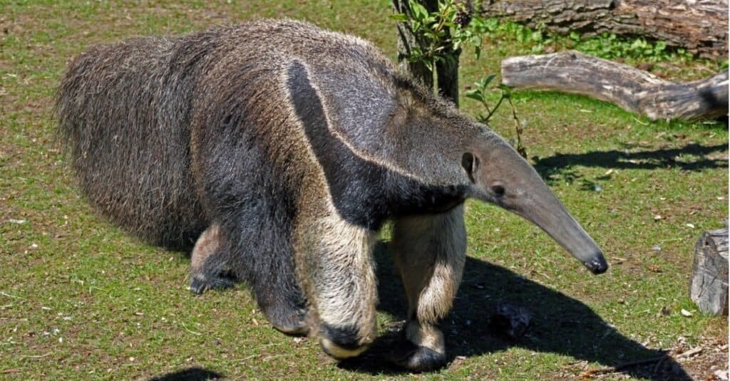 giant anteater eating ants