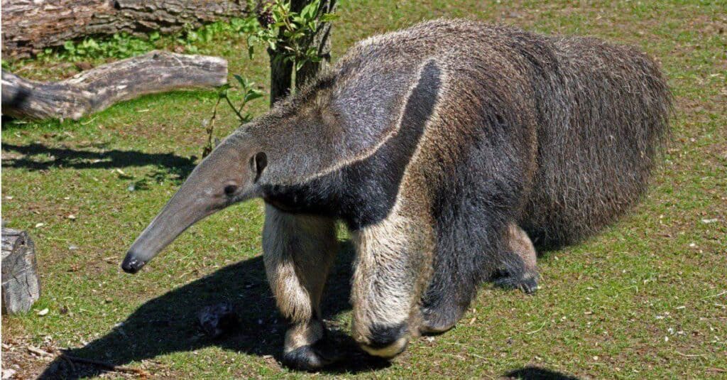 giant anteater attack