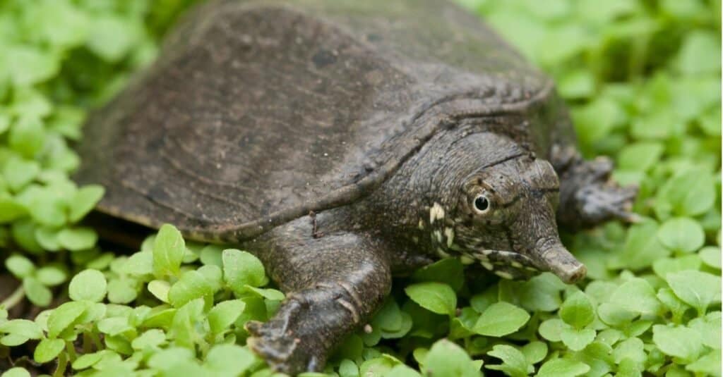 spiny softshell turtle