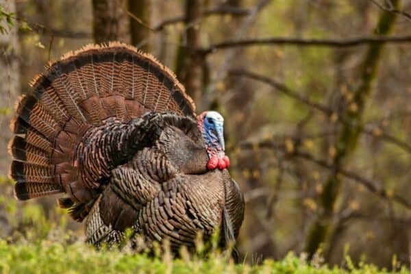 A turkey has excellent vision, seeing three times more clearly than 20/20.