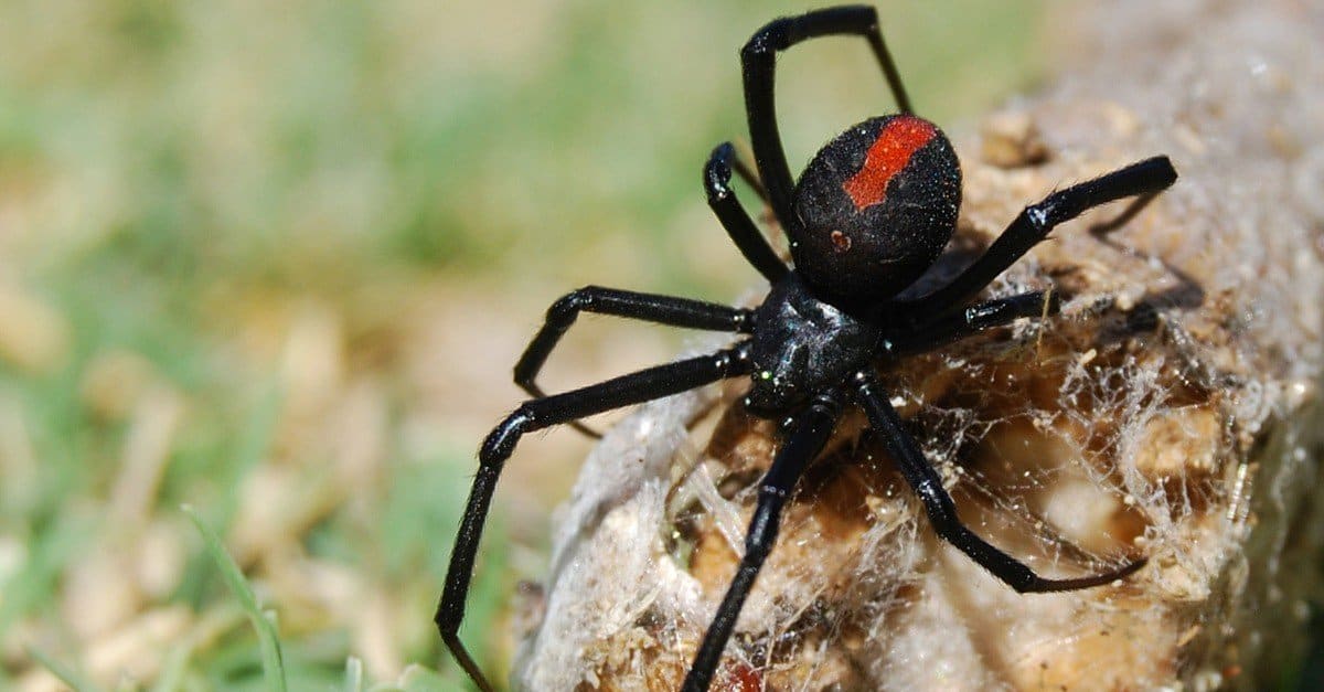 red back spider size