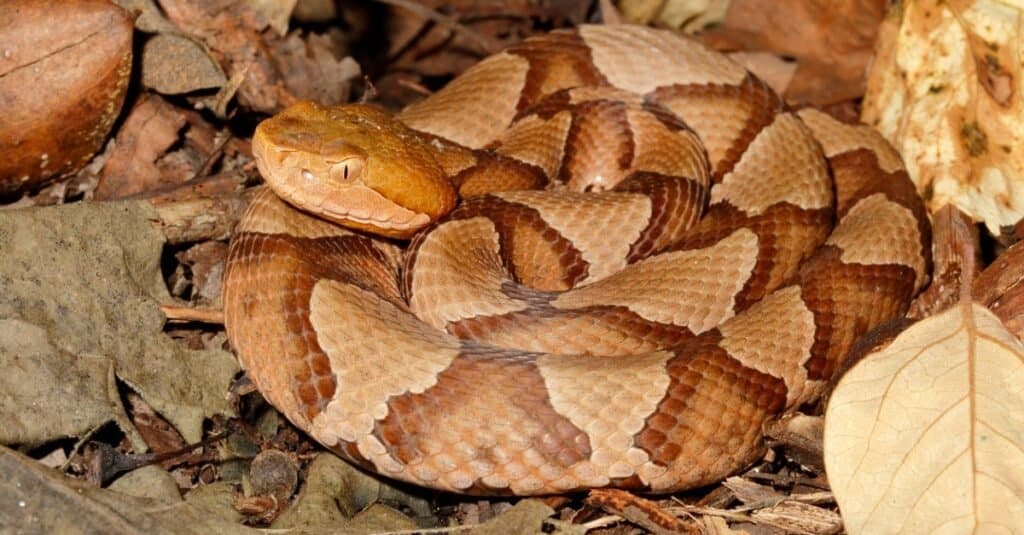 The Northern Copperhead snake coils up in a pile of leaves.