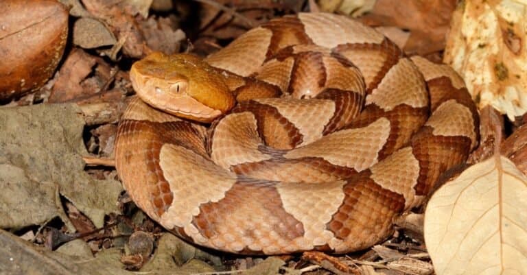 Weakest animals copperhead snake