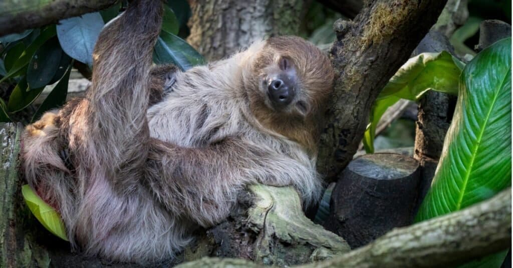 Weakest animals sloth