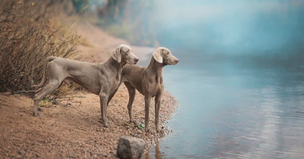 Two Weimaraner dogs standing at the river.