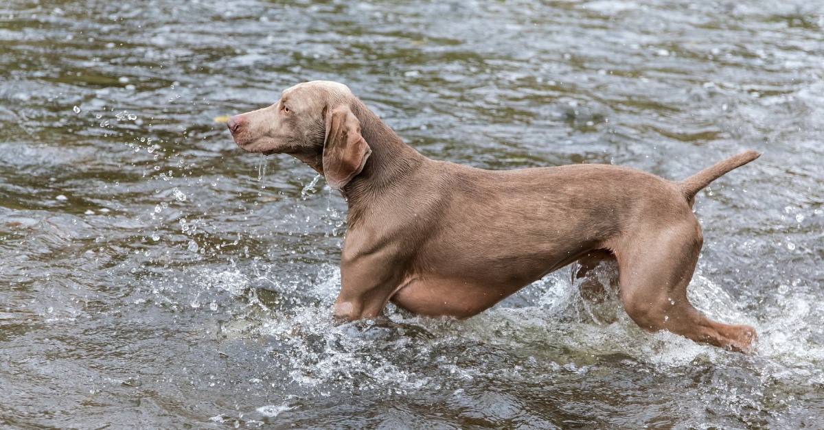 Weimaraner hunting dog in the river.