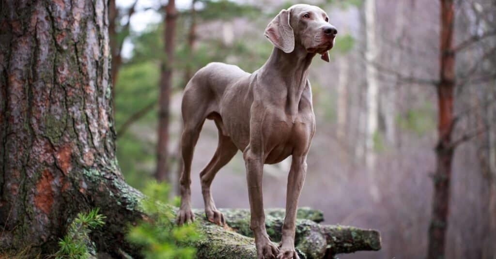 A Weimaraner dog standing in the woods.
