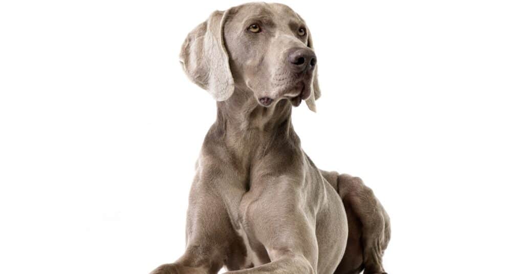 Studio shot of an adorable Weimaraner lying on white background.