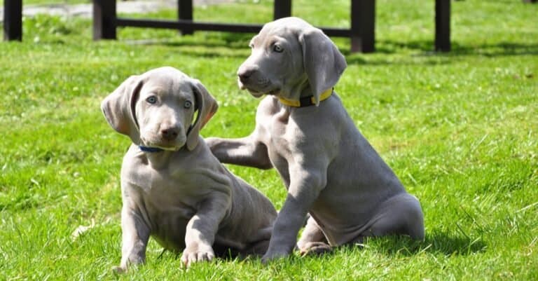 Beautiful young Weimaraner puppies playing in the grass.