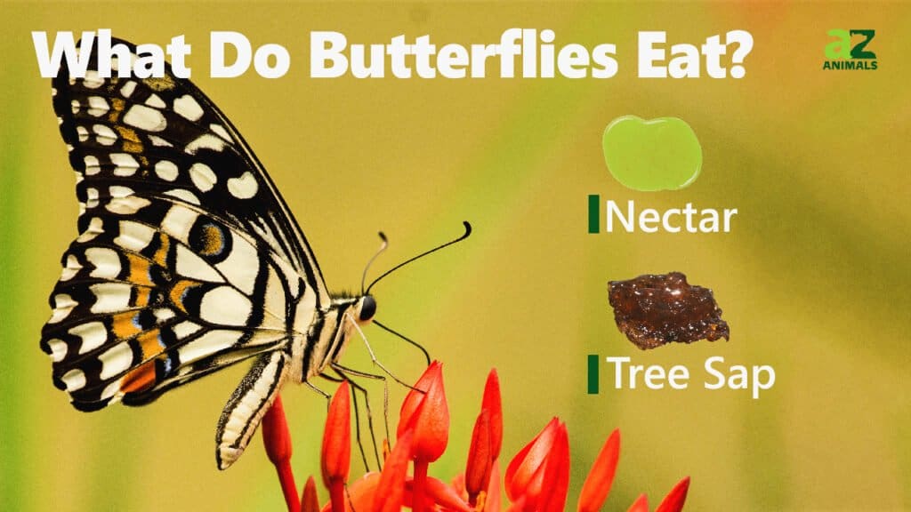 Where Do Butterflies Get Their Color?