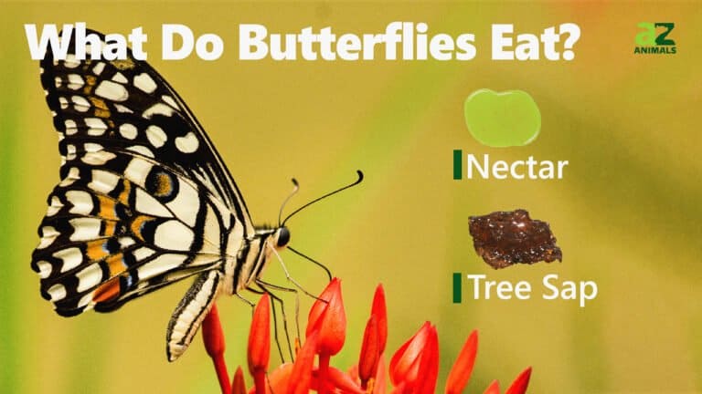 What Do Butterflies Eat