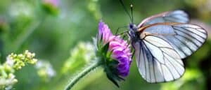 What Do Butterflies Eat? Picture