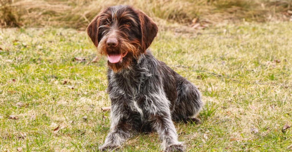 Wirehaired Pointing Griffon vs German Wirehaired Pointer