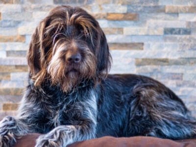 A Wirehaired Pointing Griffon