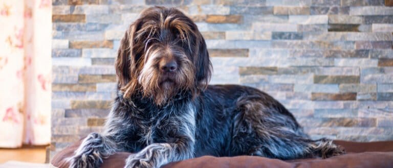 Wirehaired Pointing Griffon- header