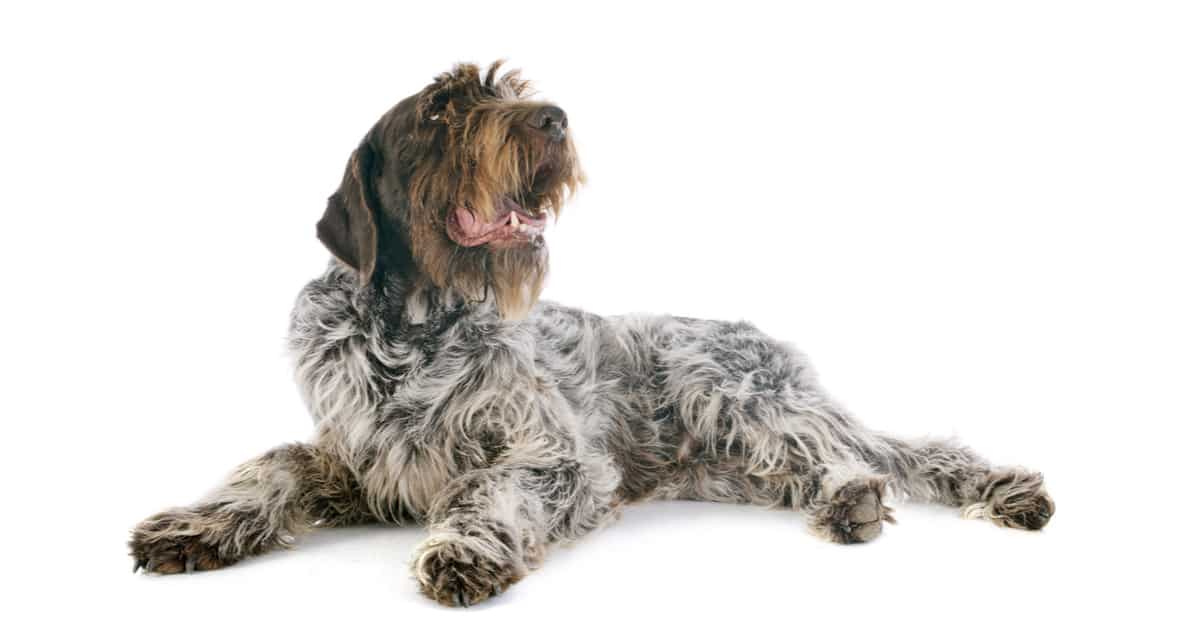 Wirehaired Pointing Griffon- isolated