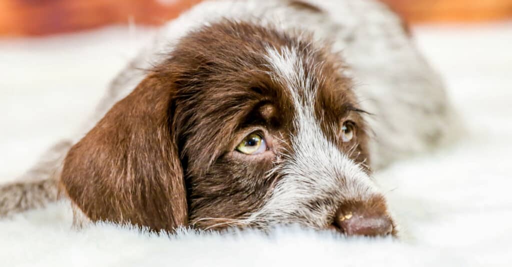 8-Month-Old Wirehaired Pointing Griffon lying down