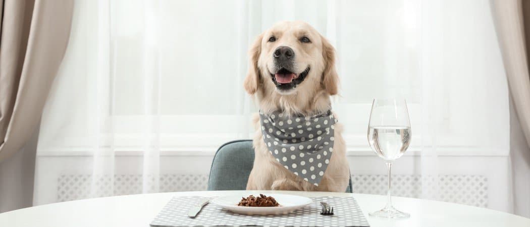 Yeast-free Dog Food