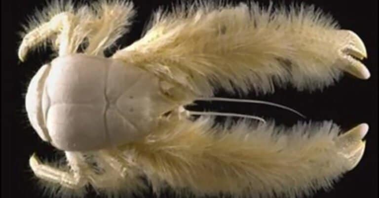 A Yeti crab close-up