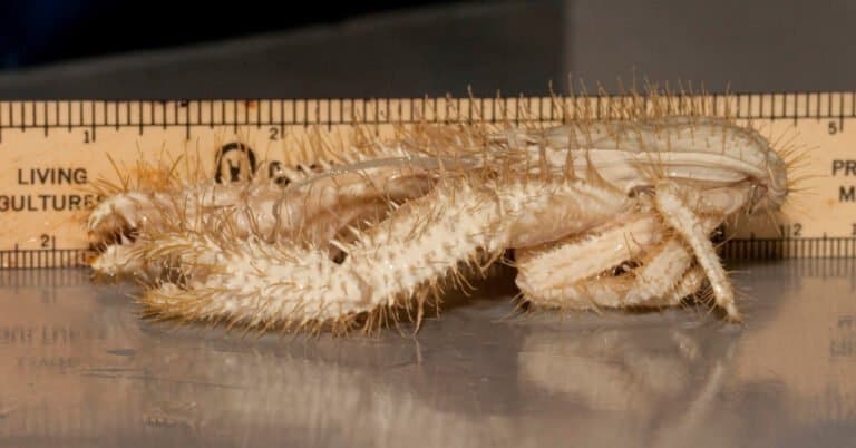 A side view of the Yeti crab, new crab species found a thousand feet deep in the Pacific Ocean off Costa Rica. (Oregon State University)